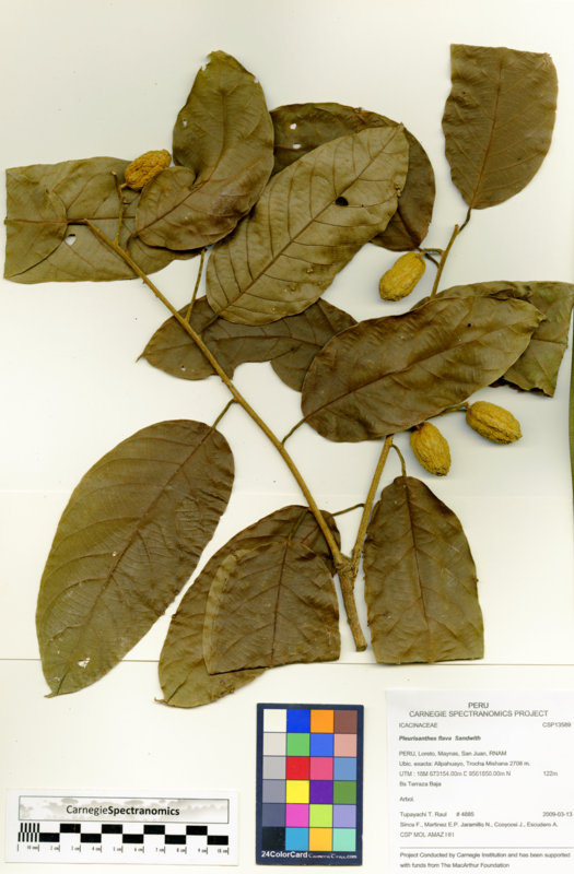 Pleurisanthes flava image