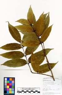 Trattinnickia glaziovii image