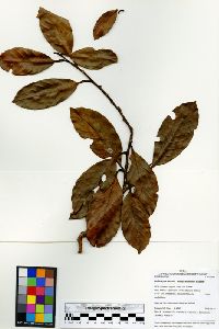 Doliocarpus dentatus subsp. lanceolatus image