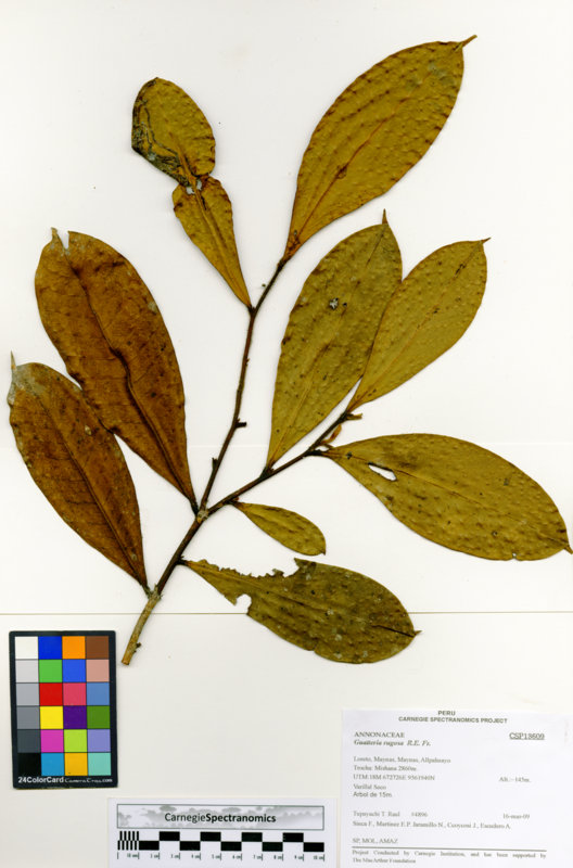 Guatteria decurrens image