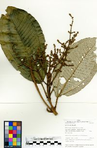 Miconia elata image