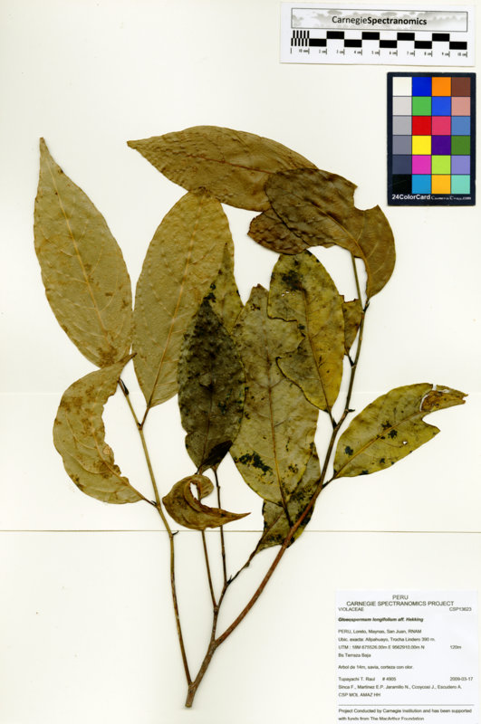 Gloeospermum longifolium image