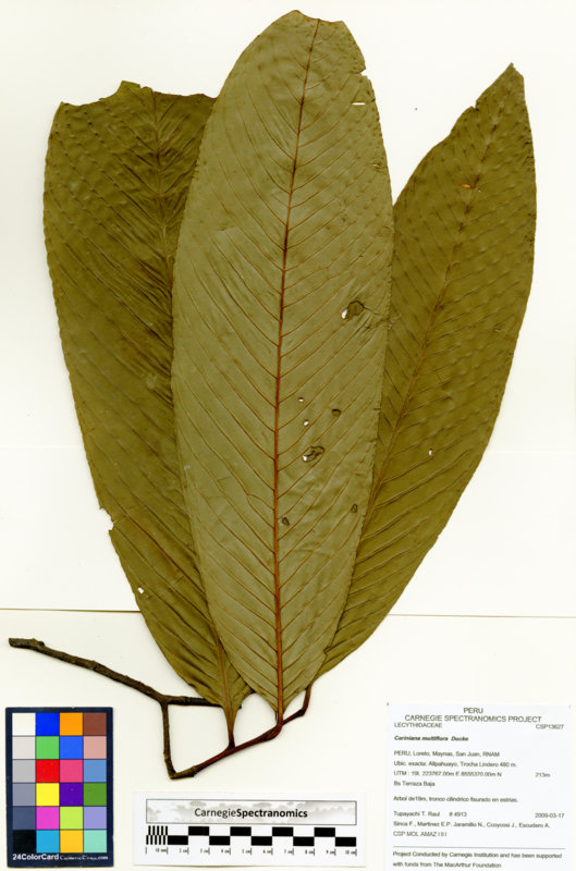 Allantoma pluriflora image