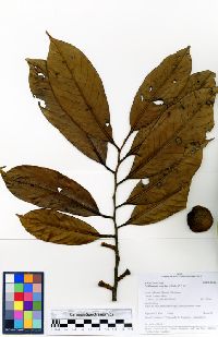 Diclinanona calycina image
