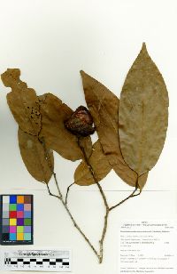 Media resource of Rhodostemonodaphne praeclara