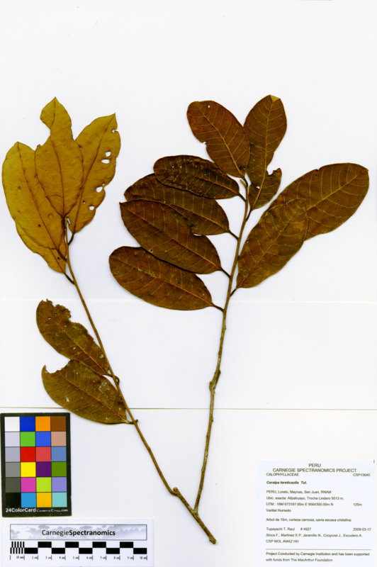 Caraipa tereticaulis image