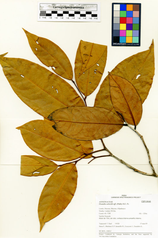 Oxandra asbeckii image