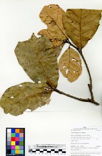 Image of Sloanea longiaristata