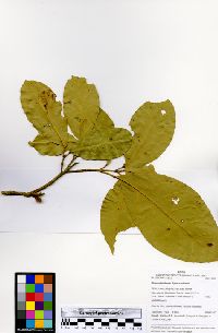 Image of Sloanea floribunda
