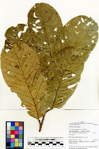 Licania durifolia image