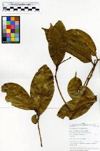 Nectandra purpurea image