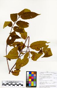Lacmellea lactescens image