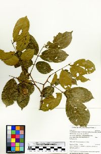 Image of Lonchocarpus seorsus