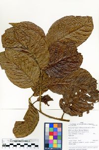 Banisteriopsis caapi image