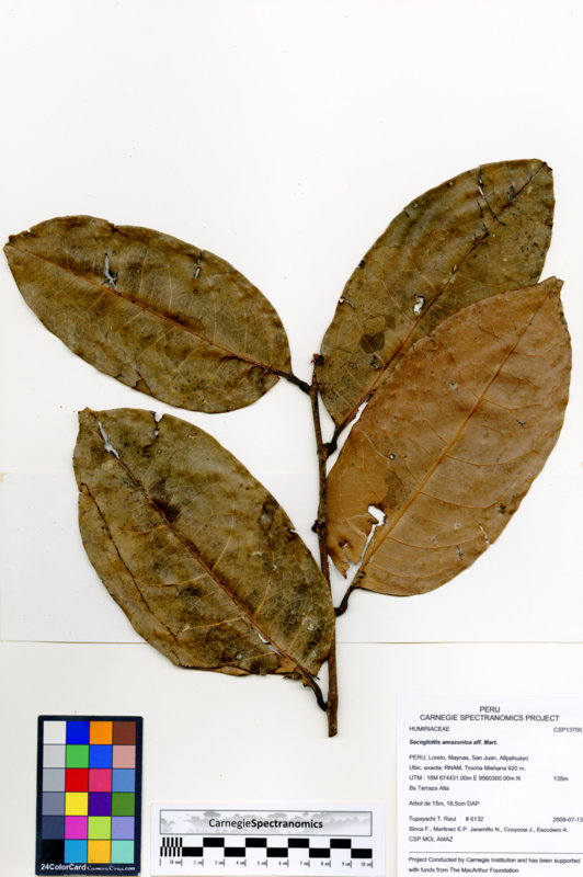 Schistostemon reticulatum subsp. reticulatum image