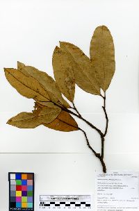 Pachira brevipes image