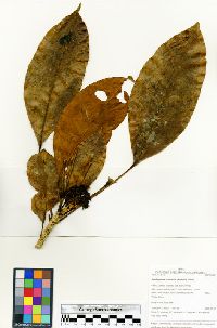 Image of Dendropanax resinosus