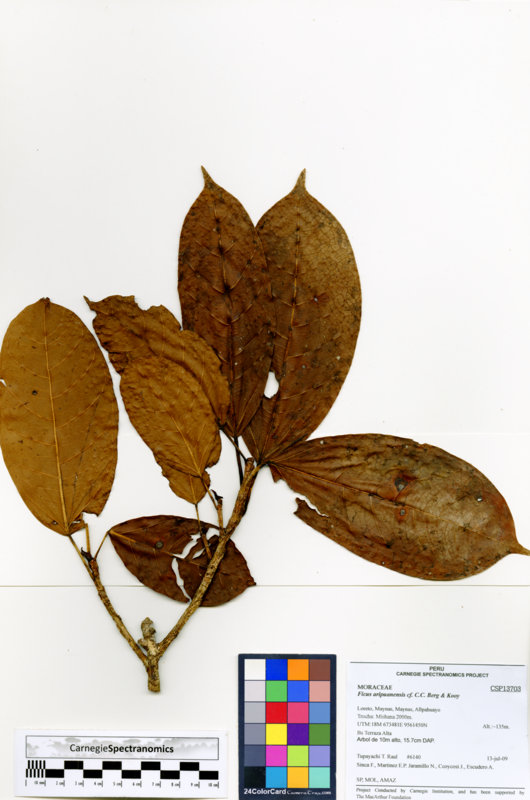 Ficus aripuanensis image