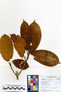 Image of Ficus aripuanensis