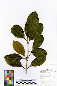 Ilex vismiifolia image