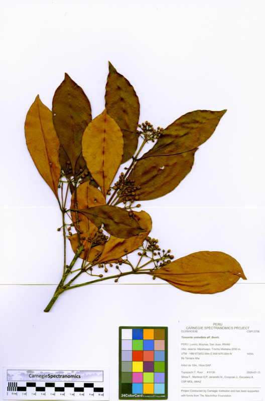 Tovomita umbellata image