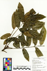Hymenolobium nitidum image