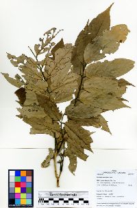 Tachigali paniculata image
