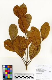 Sloanea gracilis image