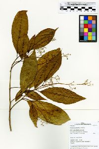 Fusispermum laxiflorum image