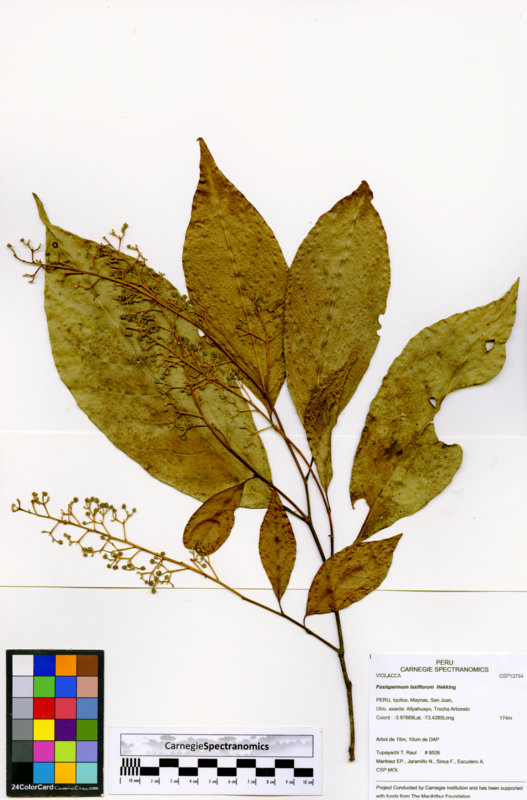 Fusispermum laxiflorum image
