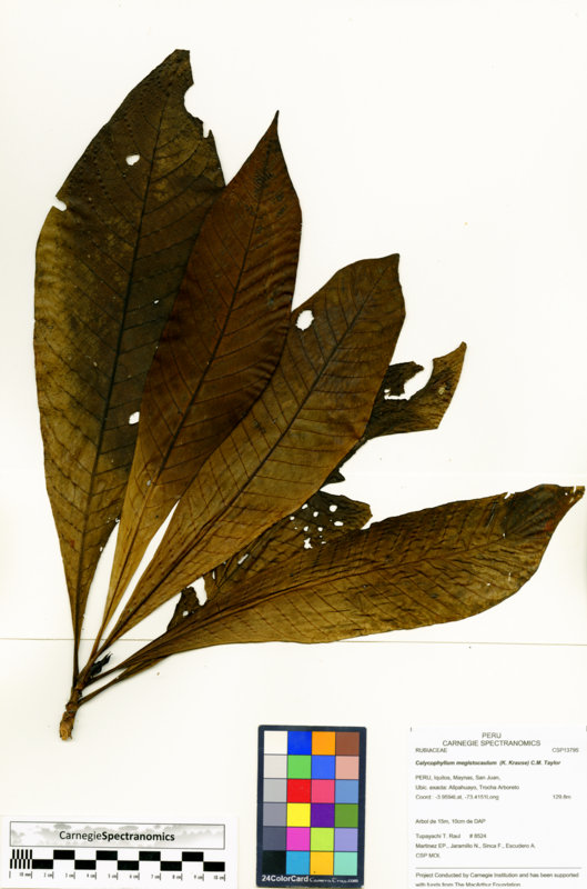 Calycophyllum image