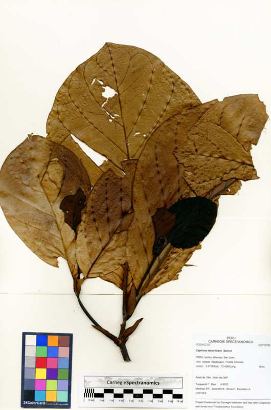 Capirona decorticans image