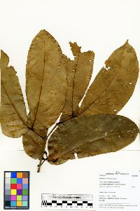 Hymenaea reticulata image