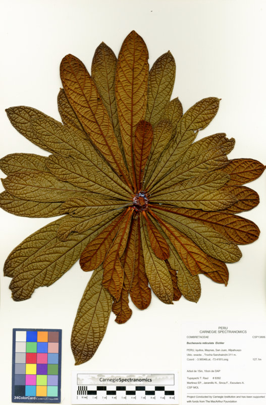 Terminalia reticulata image
