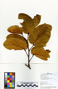 Hymenaea reticulata image