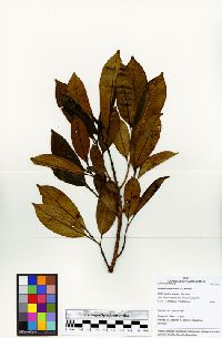 Sapium glandulosum image