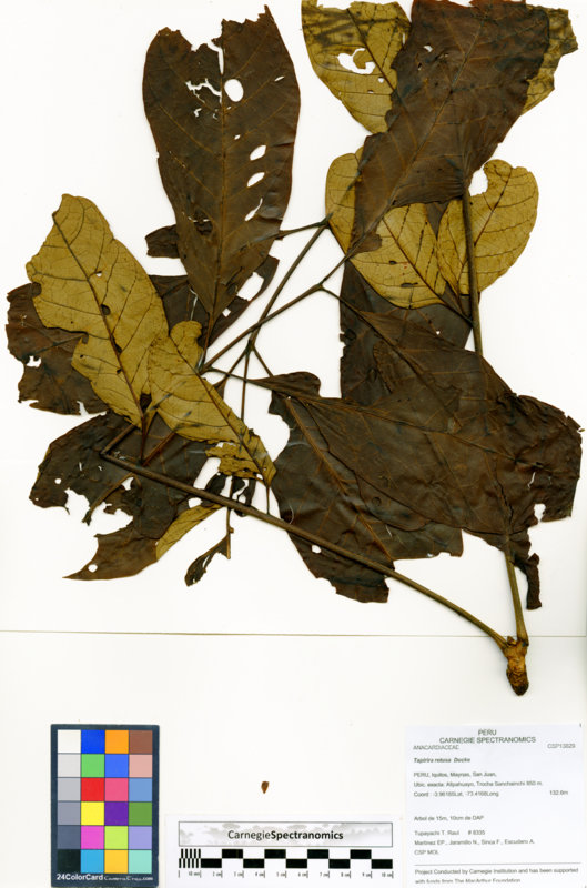 Tapirira retusa image