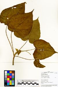Croton lechleri image