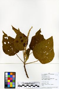 Croton palanostigma image