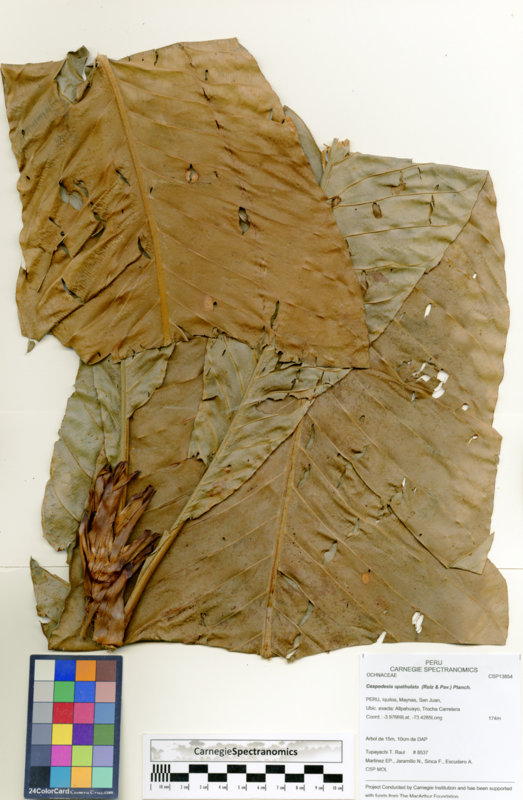 Cespedesia spathulata image