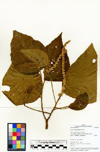 Croton palanostigma image