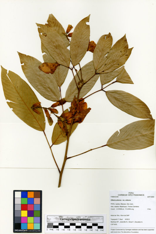 Clitoria arborea image