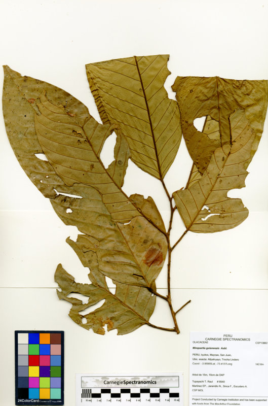 Minquartia guianensis image