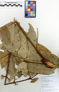 Carapa guianensis image