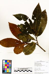 Iryanthera tessmannii image