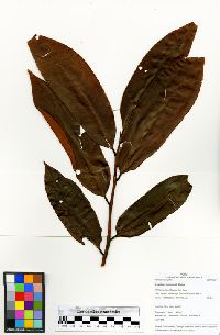 Iryanthera tessmannii image