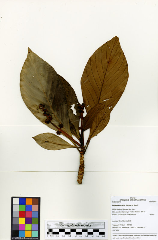 Pagamea coriacea image