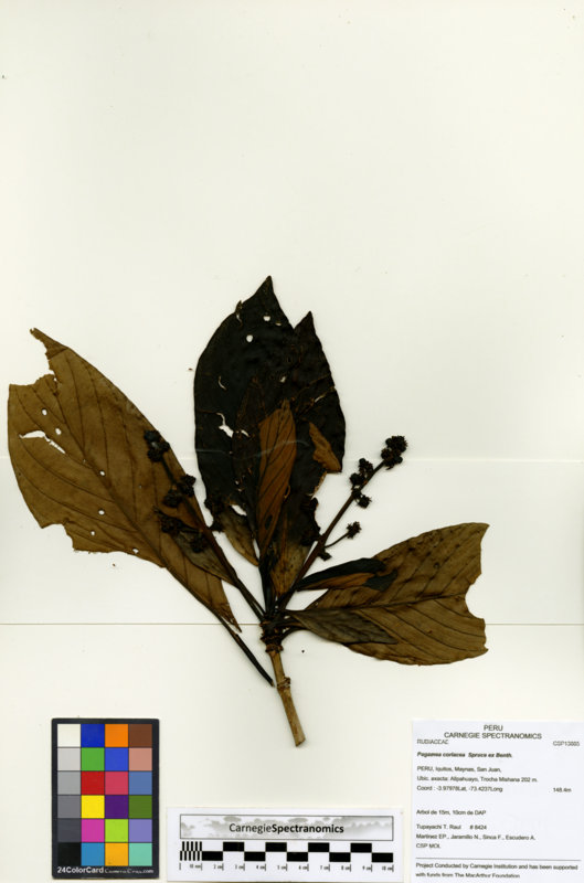 Pagamea coriacea image