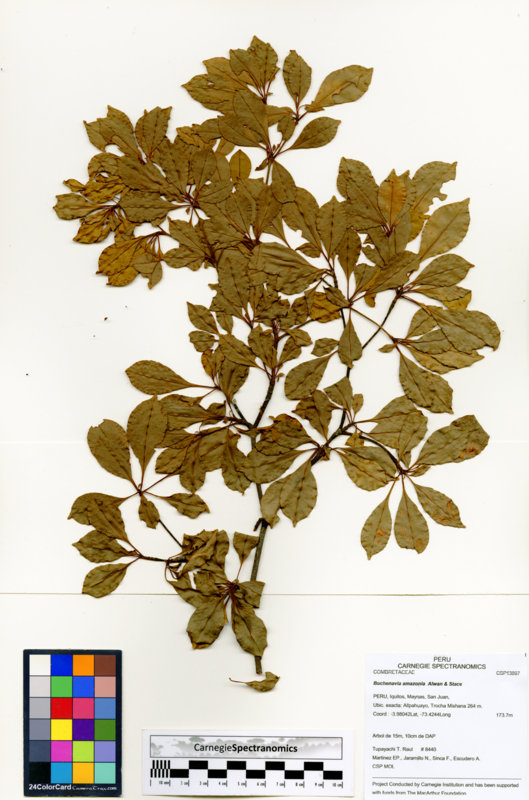 Terminalia viridiflora image