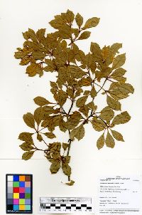 Terminalia viridiflora image